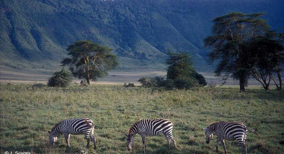 120 मीटर ऊंचाई से जानवर के कान में देख लेने वाले ड्रोन